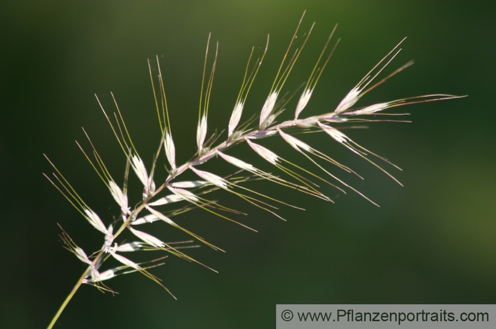 Histrix patula Flaschenbürstengras Bottle-Brush Grass.jpg