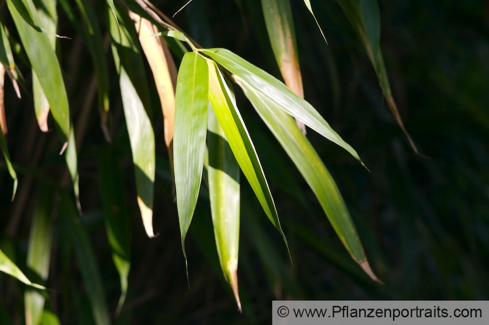 Pseudosasa japonica Japanischer Bambus Maketebambus Arrow Bamboo.jpg