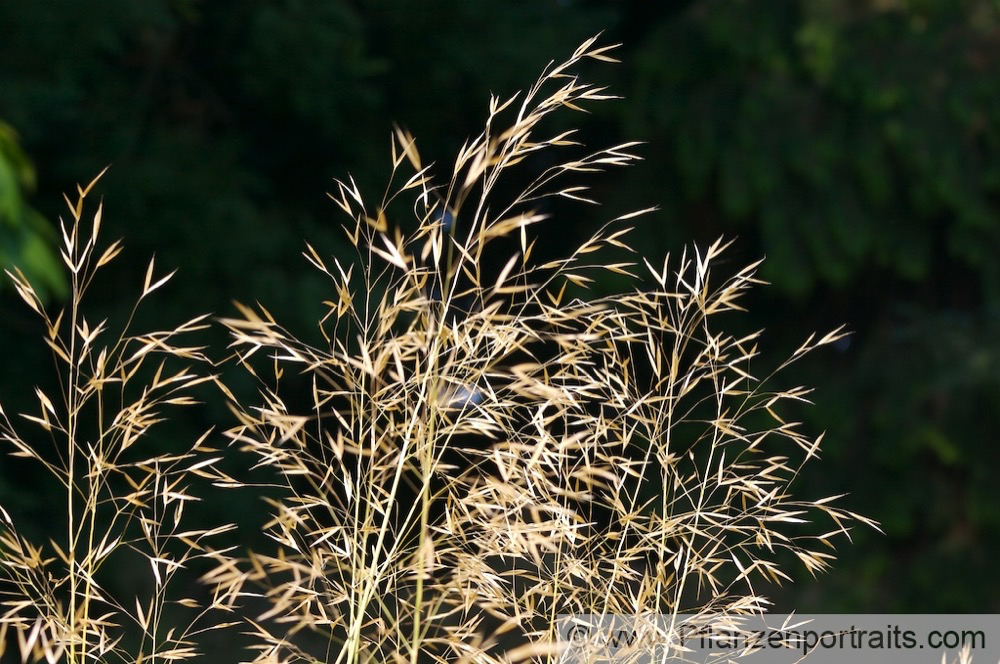 Stipa gigantea Riesen Pfriemengras Giant Feather Grass 2.jpg