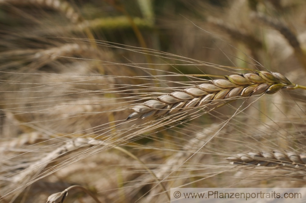 Triticum dicoccon Emmer Zweikornweizen Emmer 2.jpg