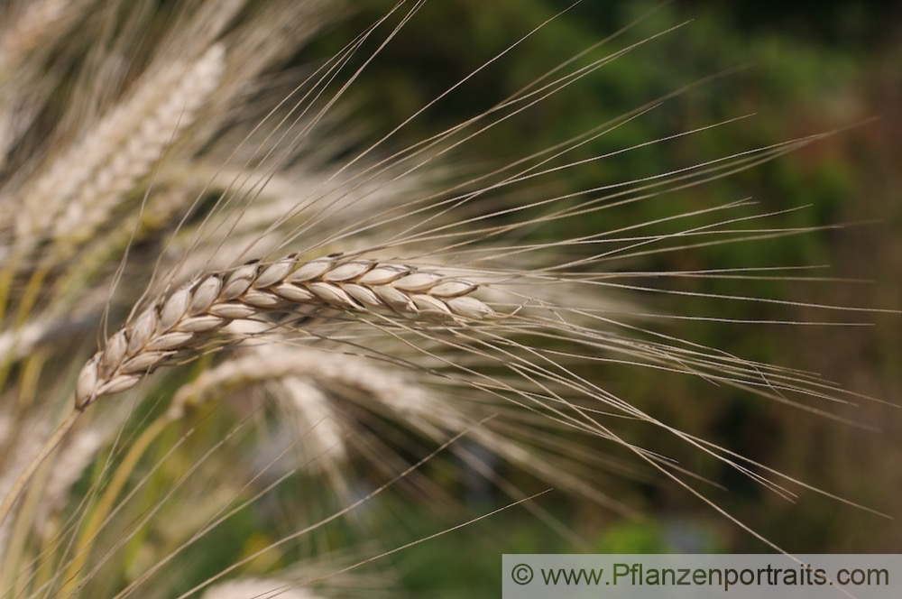 Triticum dicoccon Emmer Zweikornweizen Emmer.jpg