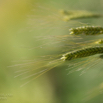 Triticum monococcum L. Einkorn.jpg