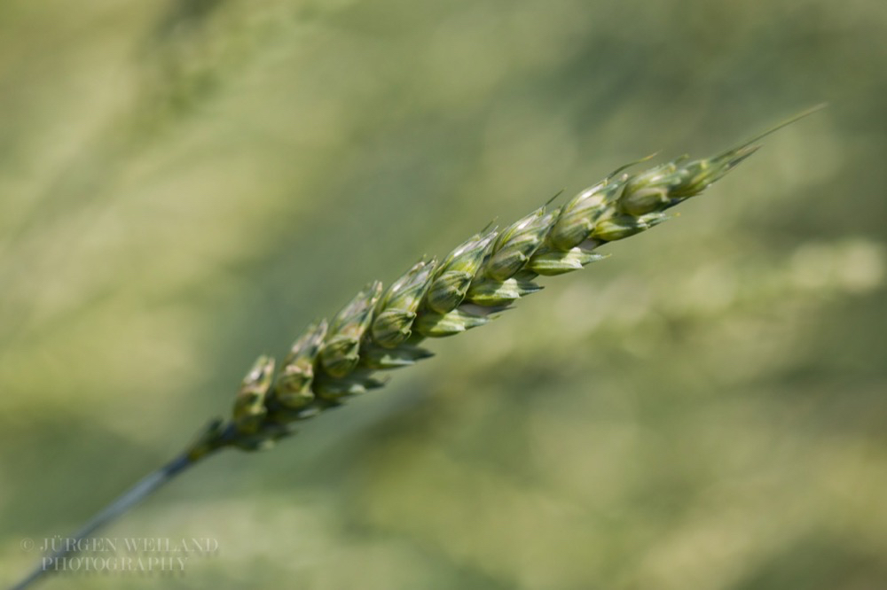 Triticum spelta cv. Lohnauer Sommerspelz.jpg