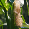 Zea mays Mais Corn Maize.jpg