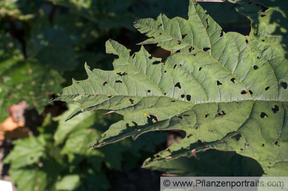 Rheum offincinale Gebraeuchlicher Rhabarber Suedchinesischer Rhabarber Chinese Rhubarb.jpg