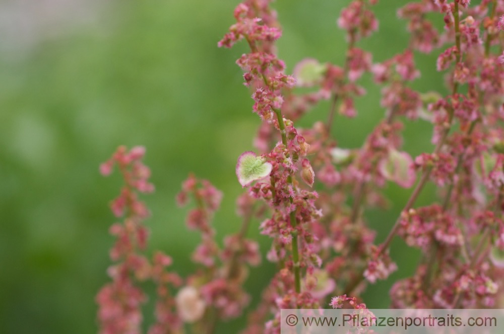 Rumex crispus Krauser Ampfer Curly Dock 2.jpg