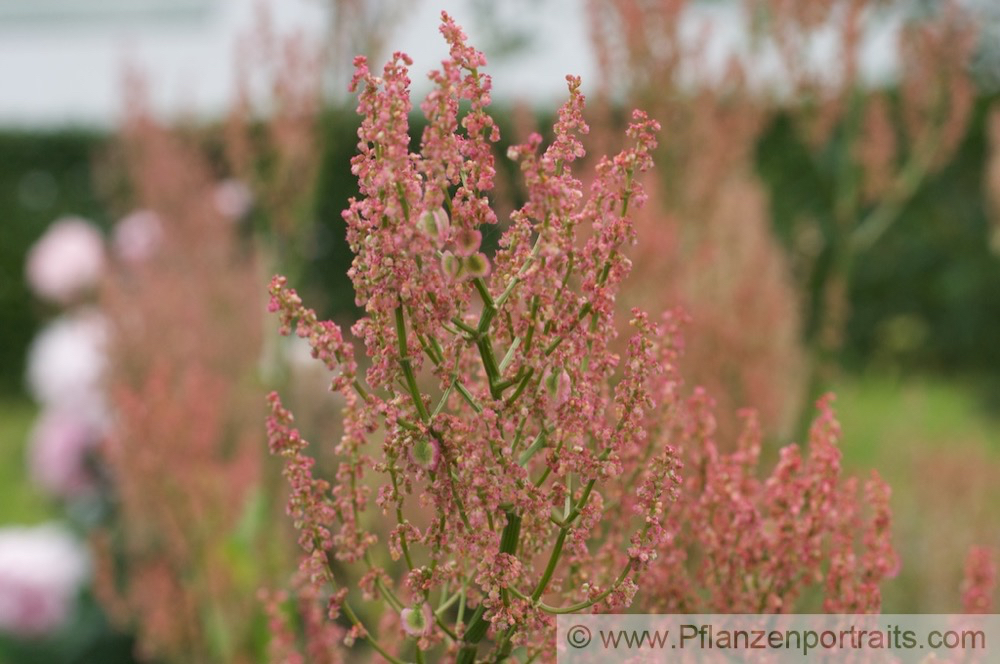 Rumex crispus Krauser Ampfer Curly Dock 3.jpg