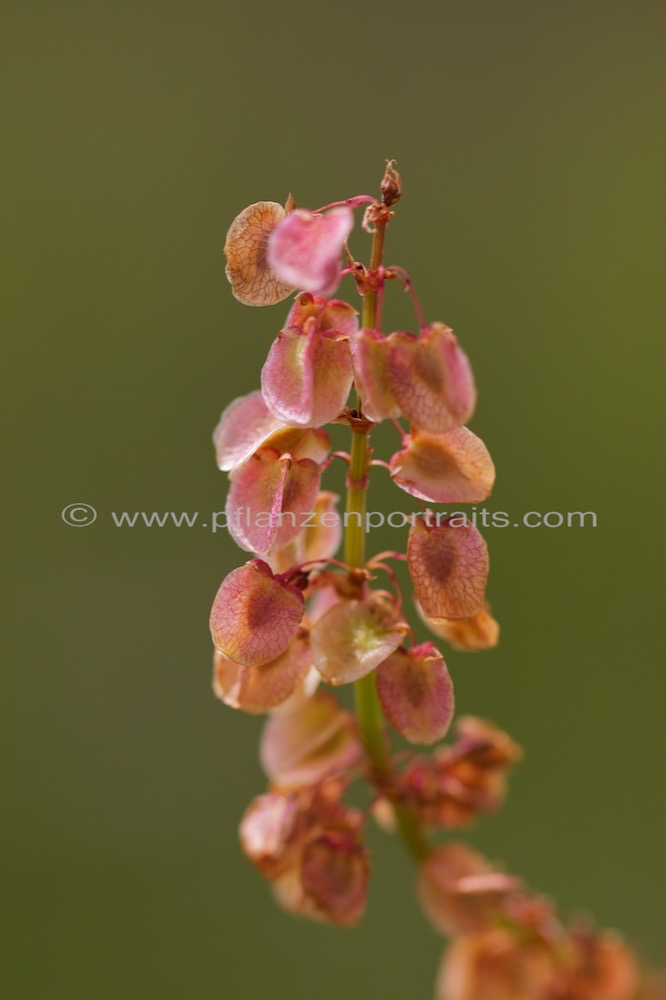 Rumex wodii Paper Hearts 2.jpg