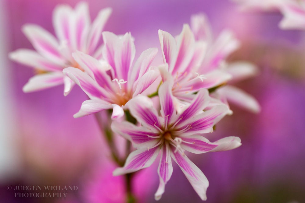 Lewisia cotyledon Gewöhnliche Bitterwurz_.jpg