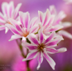 Lewisia cotyledon Gewöhnliche Bitterwurz_.jpg