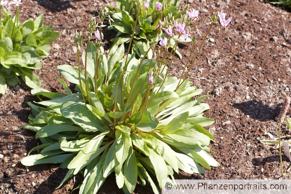 Dodecatheon meadia Götterblume Shooting Star.jpg