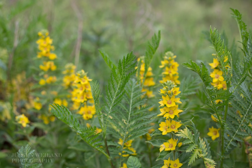 Lysimachia vulgaris Gewöhnlicher Gilbweiderich Garden Loosestrife 3.jpg