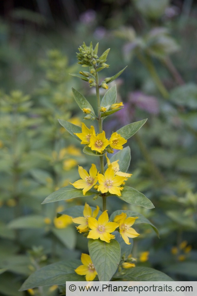 Lysimachia vulgaris Gewöhnlicher Gilbweiderich Garden Loosestrife 4.jpg