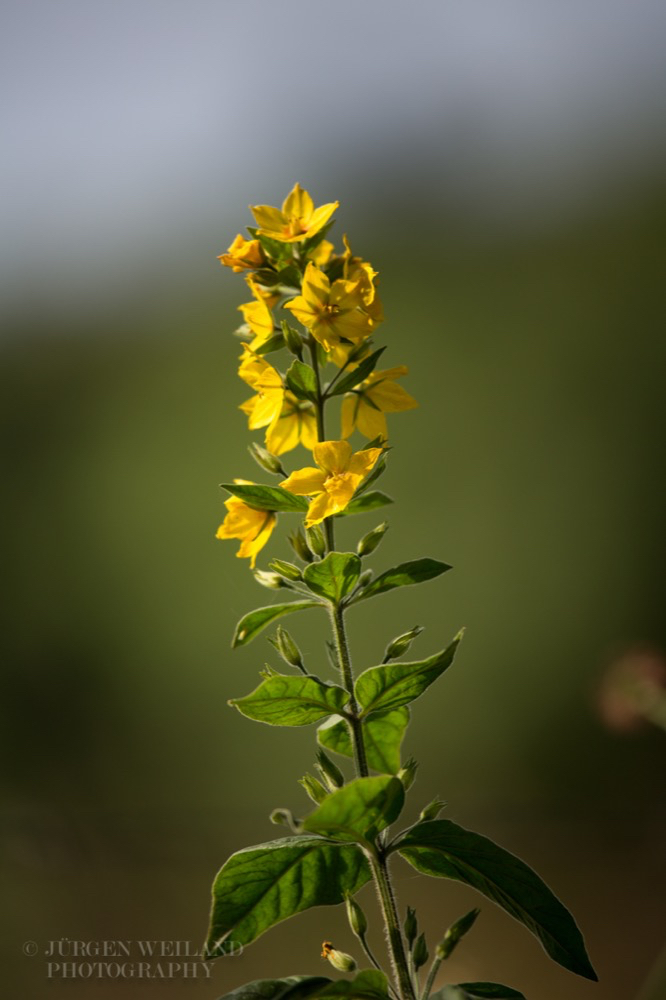 Lysimachia vulgaris Gewöhnlicher Gilbweiderich Garden Loosestrife.jpg