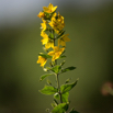 Lysimachia vulgaris Gewöhnlicher Gilbweiderich Garden Loosestrife.jpg