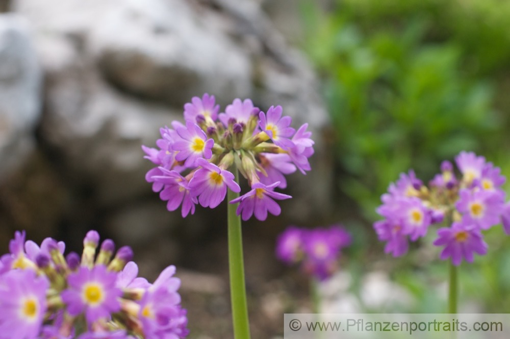 Primula auriculata Aurikel_Schluesselblume Cowslip_Primrose.jpg