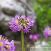 Primula auriculata Aurikel_Schluesselblume Cowslip_Primrose.jpg