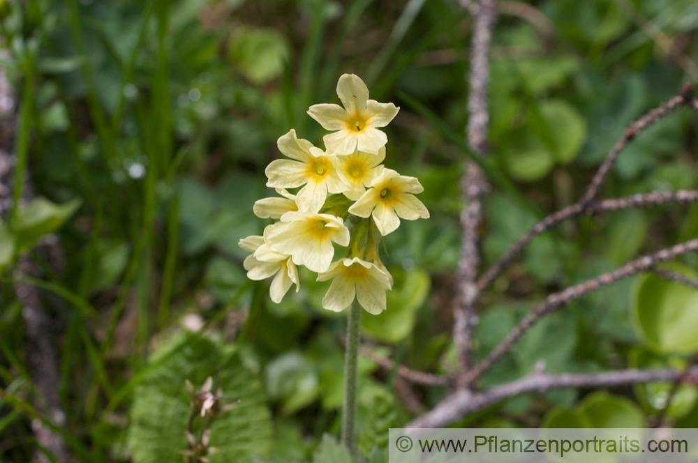 Primula elatior Hohe Schluesselblume Oxlip Paigles 3.jpg