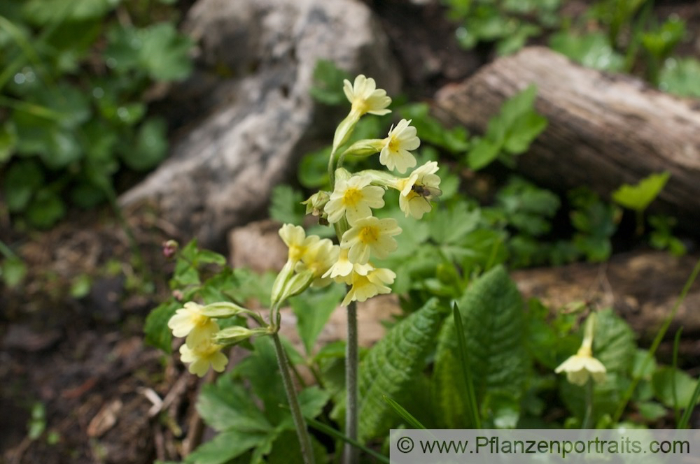 Primula elatior Hohe Schluesselblume Oxlip Paigles 4.jpg