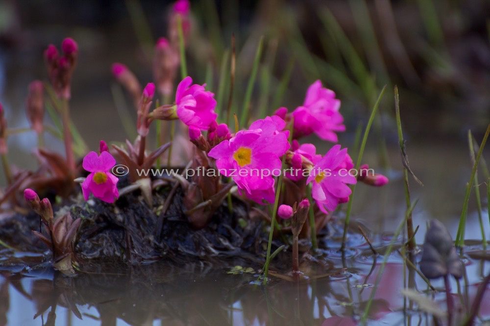 Primula rosea Rosen Primel.jpg