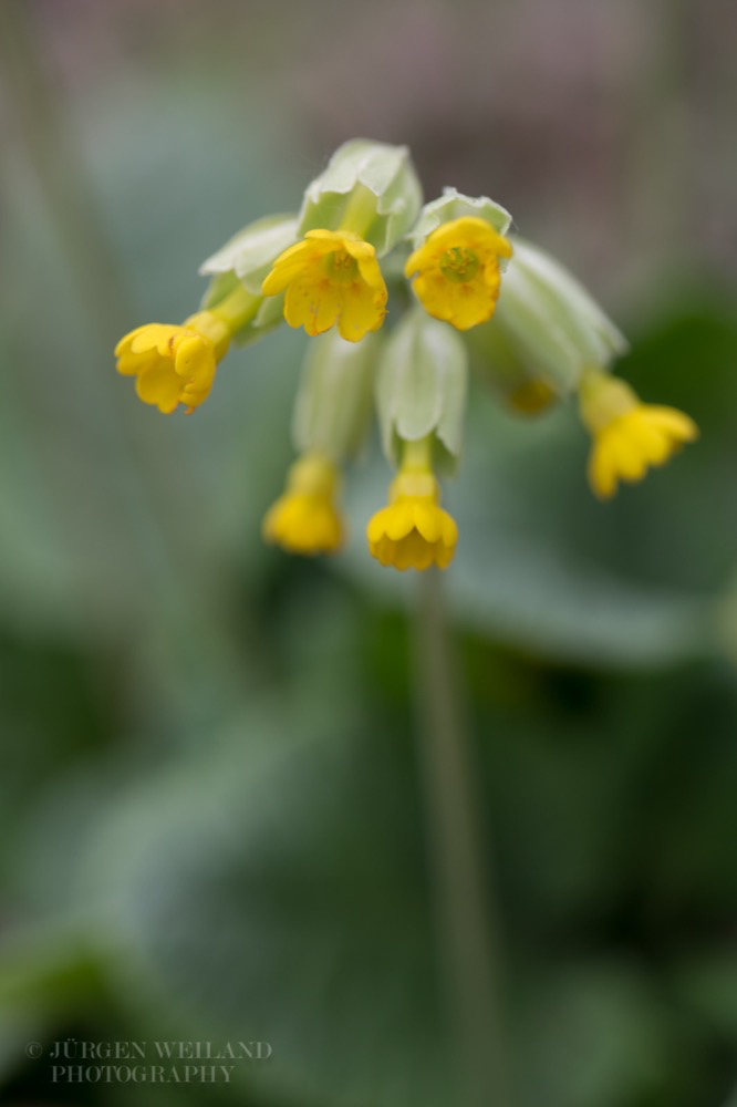 Primula veris Wiesen-Primel Echte Schlüsselblume Cowslip.jpg