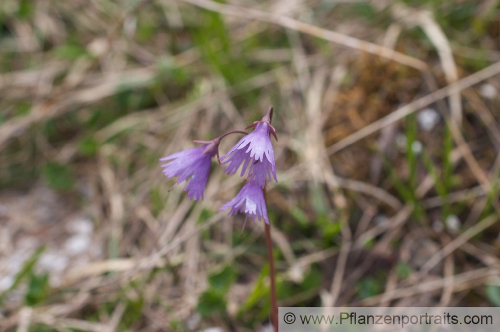 Soldanella pusilla Zwerg Troddelblume Snowbell.jpg