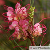 Grevillea johnsonii.jpg