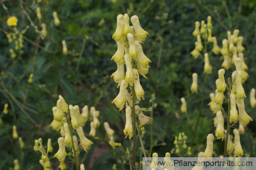 Aconitum lycoctonum Wolfs Gelber Eisenhut Badgers Bane.jpg