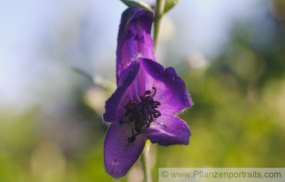 Aconitum napellus Blauer Eisenhut Monkshood Friars Cap 2.jpg