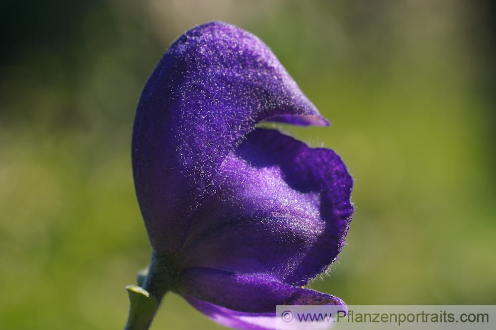 Aconitum napellus Blauer Eisenhut Monkshood Friars Cap 4.jpg