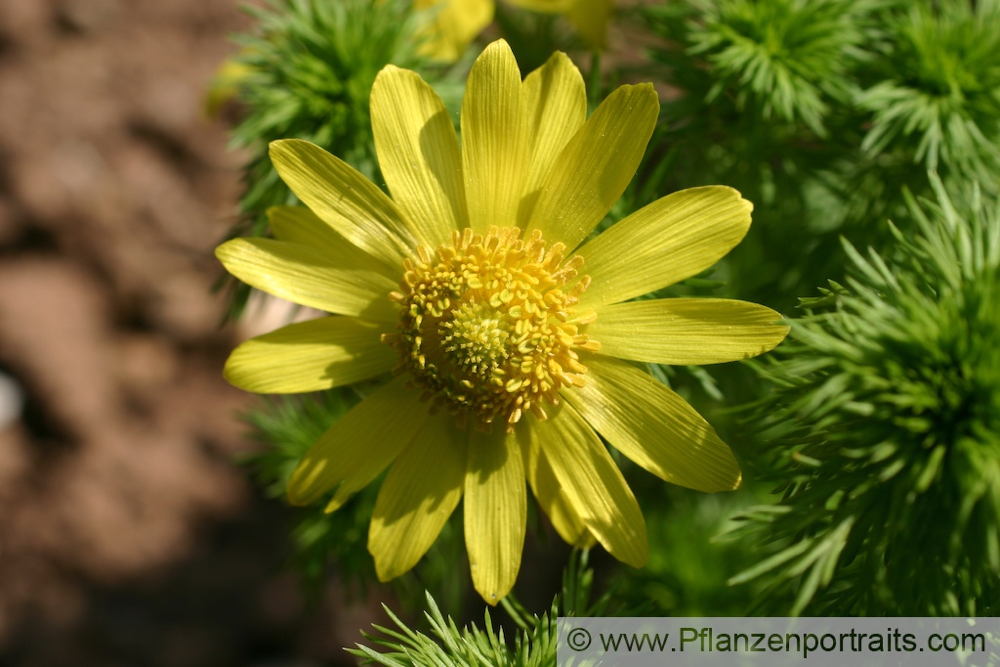 Adonis vernalis Frühlings Adonisroeschen Yellow Pheasants Eye Spring Adonis 2.jpg