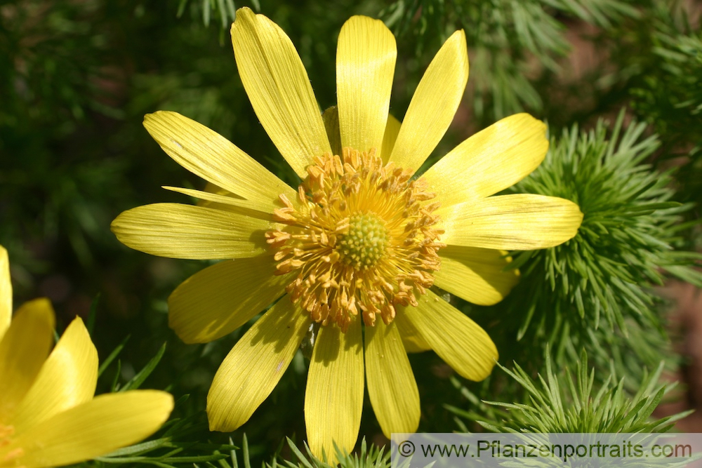 Adonis vernalis Frühlings Adonisroeschen Yellow Pheasants Eye Spring Adonis.jpg