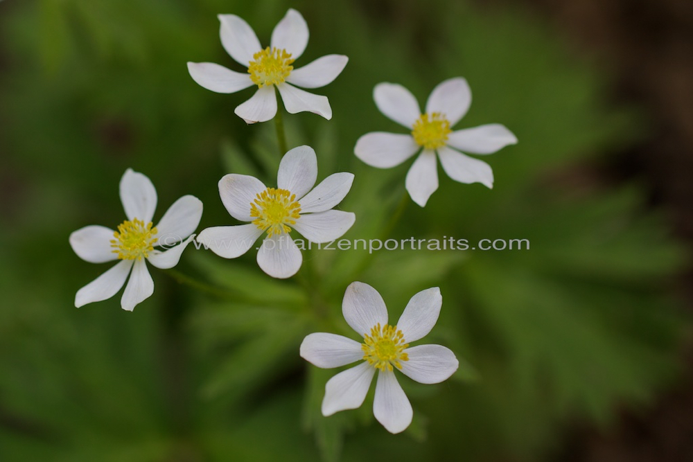 Anemone narcissilflora ssp narcissilfora L Narzissen Windroeschen.jpg