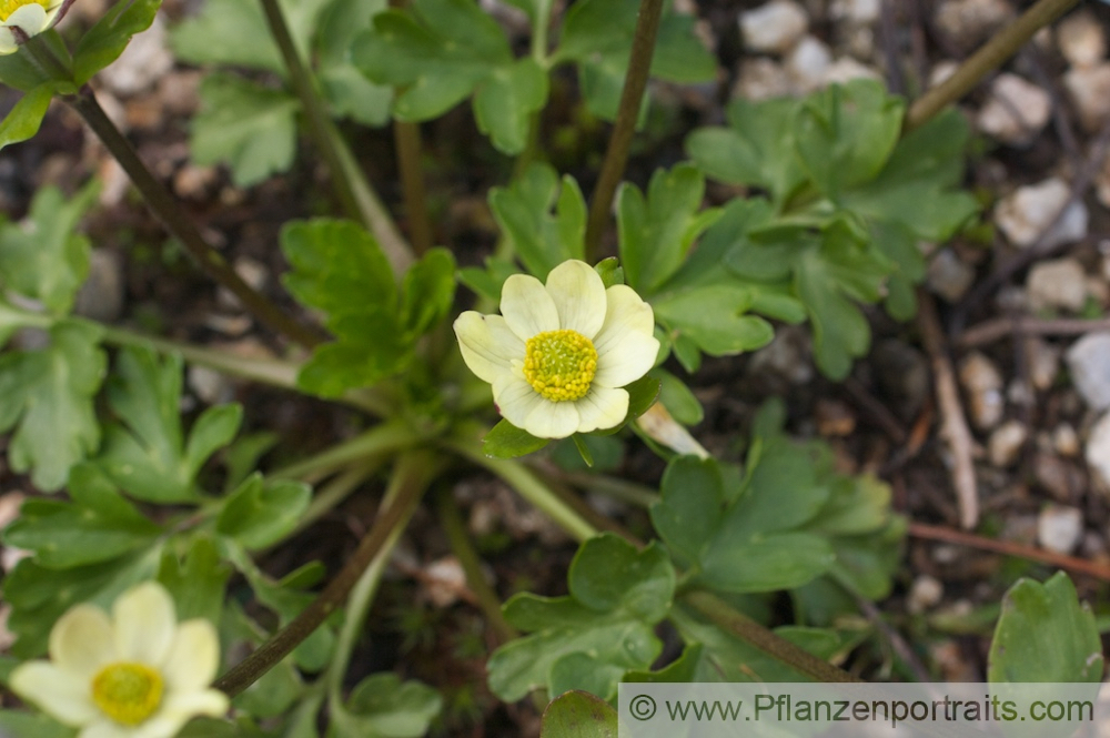 Anemone obtusiloba Stumpflappiges Windroeschen.jpg