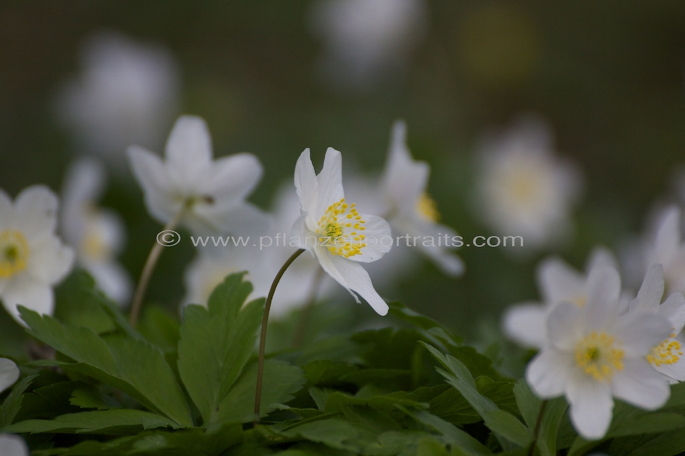 Anemone sylvestris Wald Anemone Windflower 2.jpg