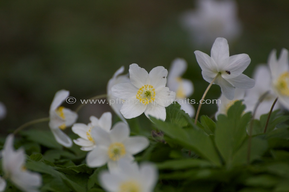 Anemone sylvestris Wald Anemone Windflower.jpg