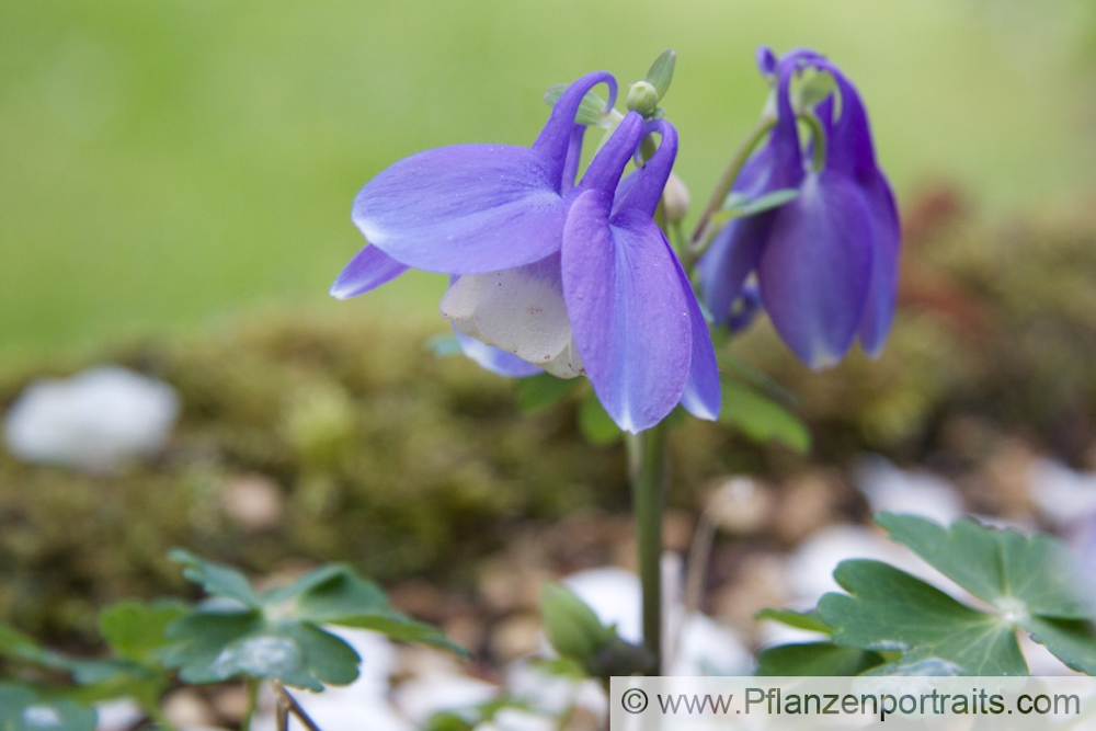 Aquilegia alpina Alpen Akelei Alpine Columbine 2.jpg