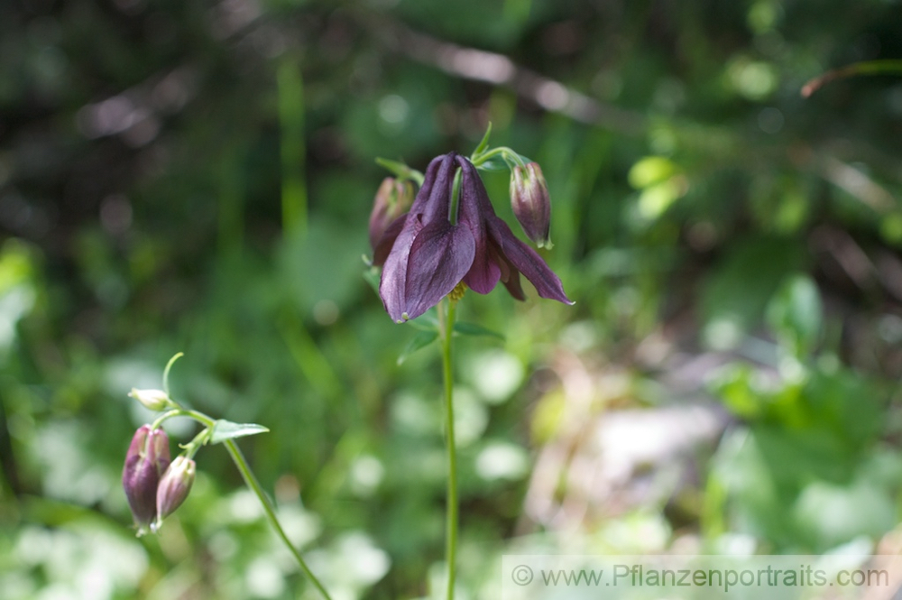 Aquilegia atrata Dunkle Akelei Dark Columbine 2.jpg