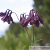 Aquilegia atrata Dunkle Akelei Dark Columbine 3.jpg