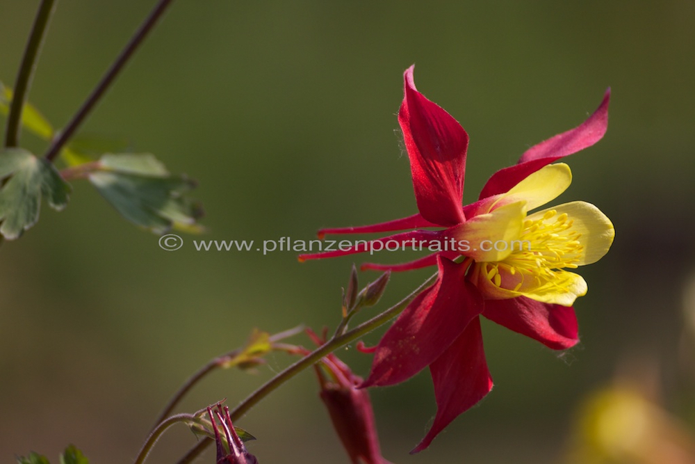 Aquilegia sibirica Akelei Columbine 2.jpg