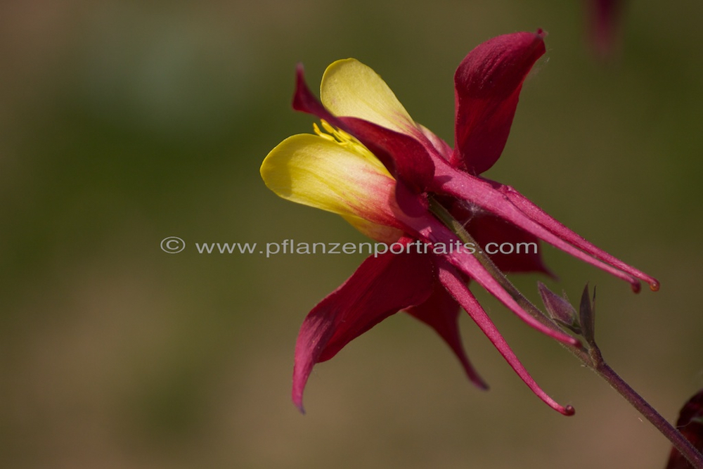 Aquilegia sibirica Akelei Columbine 3.jpg