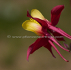 Aquilegia sibirica Akelei Columbine 3.jpg