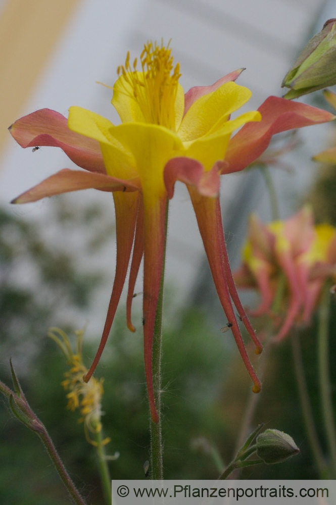 Aquilegia skinneri  Akelei Columbine 3.jpg