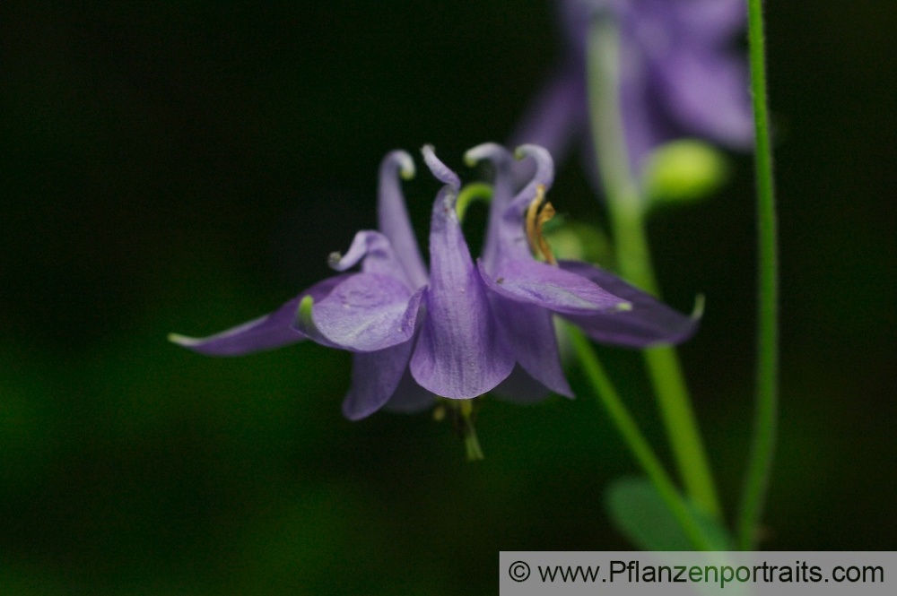 Aquilegia vulgaris  Akelei Columbine 2.jpg