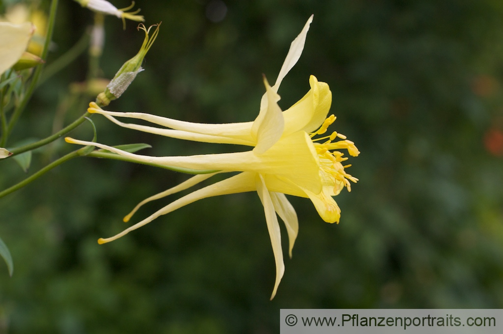 Aquilegia vulgaris  Akelei Columbine 3.jpg