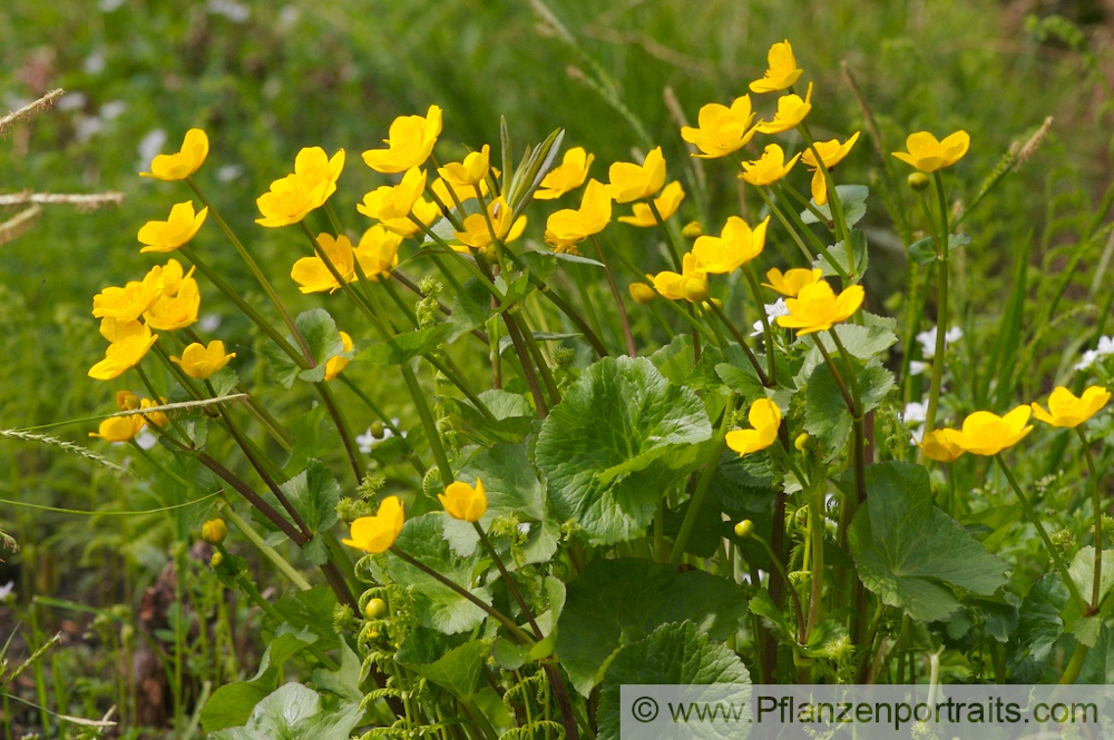 Caltha palustris Sumpf Dotterblume Marsh Marigold 2.jpg