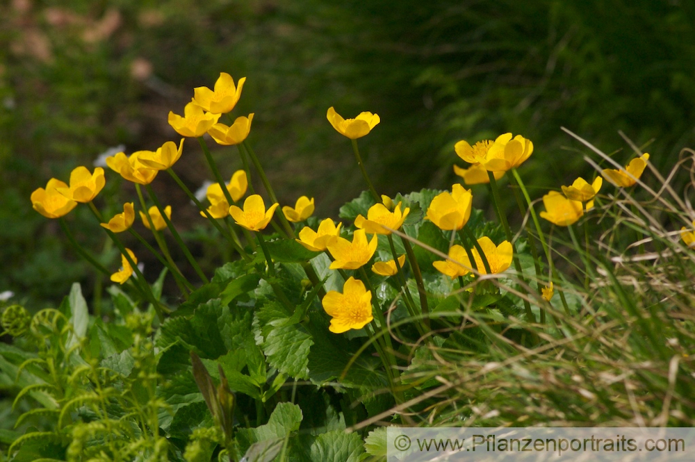 Caltha palustris Sumpf Dotterblume Marsh Marigold 3.jpg