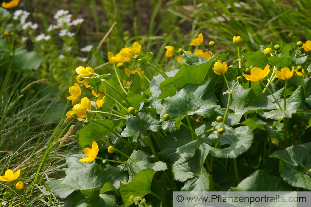 Caltha palustris Sumpf Dotterblume Marsh Marigold 4.jpg