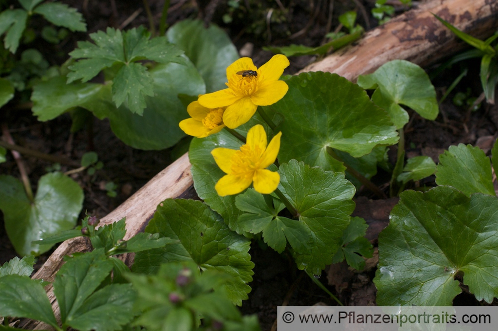 Caltha palustris Sumpf Dotterblume Marsh Marigold.jpg