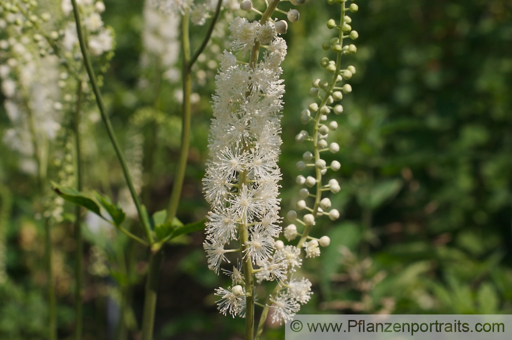 Cimicifuga racemosa Wanzenkraut Juli Silberkerze Black Snakeroot 2.jpg